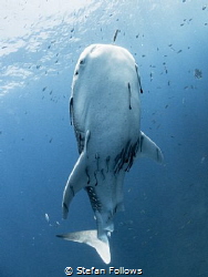 Way to Blue

Whale Shark - Rhincodon typus

Sail Rock... by Stefan Follows 